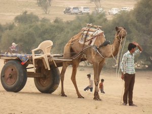 Our camel safari in Great Indian Desert near Jaisalmer (2)