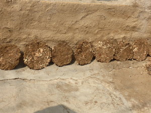 Walking tour in and around Jaisalmer Fort - cow dung used for fires