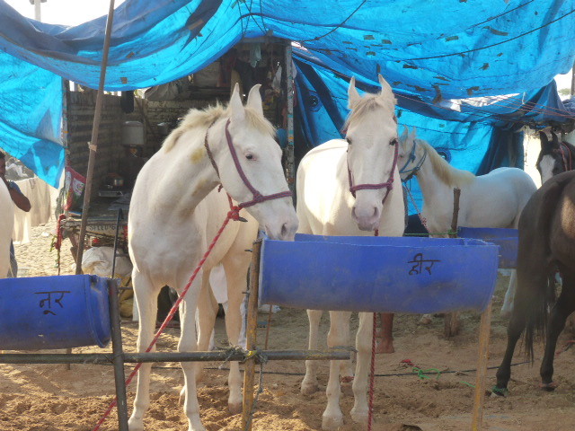 Pushkar Animal Fair (8)
