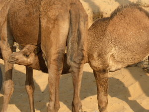 Pushkar Animal Fair - baby camel