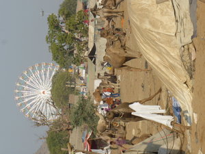 Pushkar Animal Fair (2)