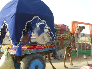 Pushkar Animal Fair (3)