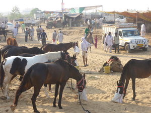 Pushkar Animal Fair (10)