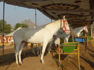 Pushkar Animal Fair (11)