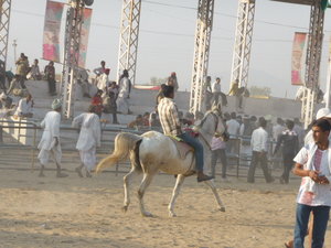 Pushkar Animal Fair (12)