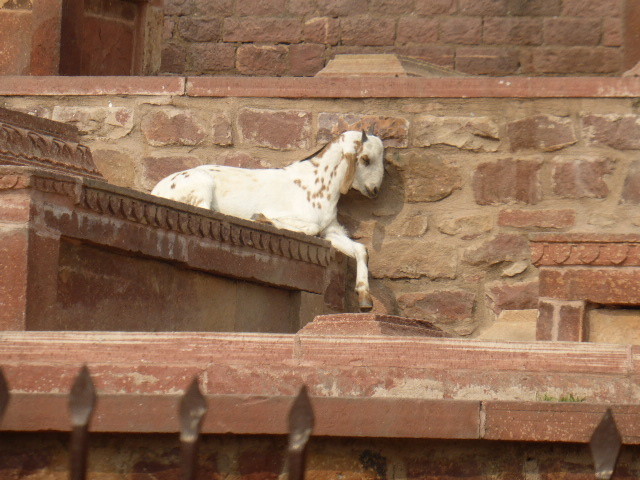 Fatehpur Sikri - sleeping goat on steps of gateway