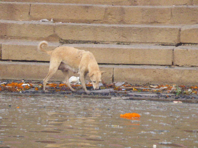 Dogs chew human bones that are not burned with the cremation on Ganges in Varanas