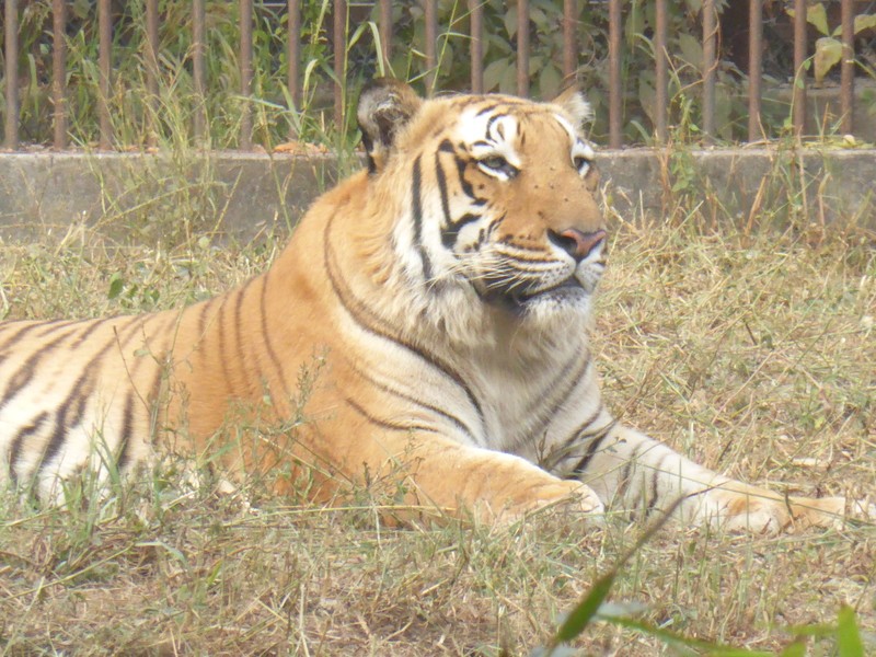 National Zoological Park Delhi - Bengal Tiger