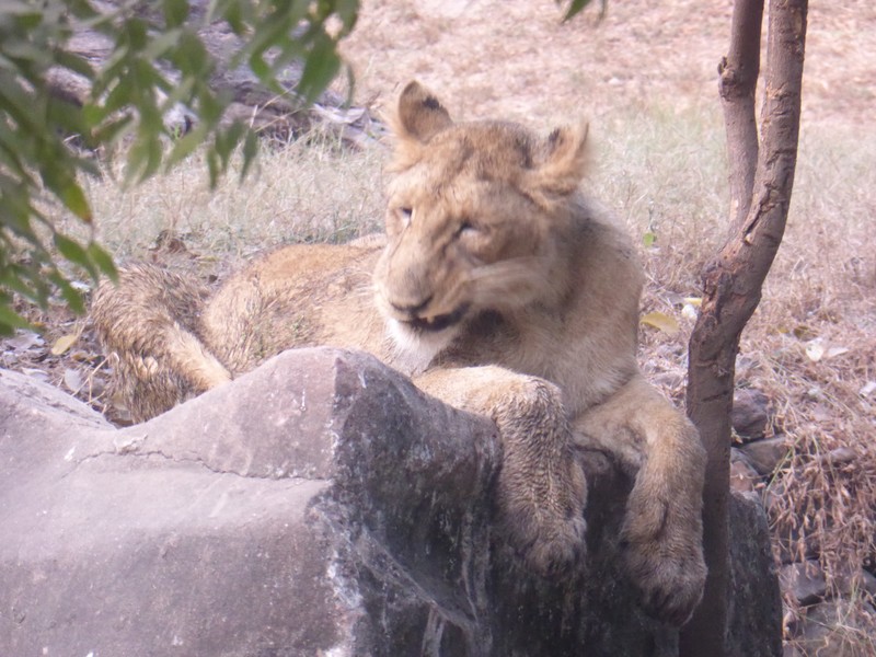 National Zoological Park Delhi - Lion (1)