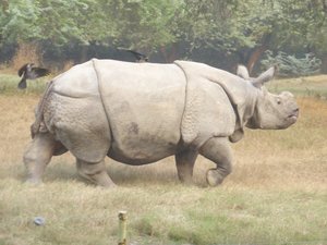 National Zoological Park Delhi - Indian Rhino
