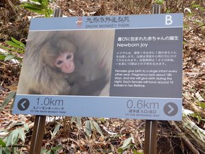 Jigokudani Wild Monkey Park near Yadanaka (15)