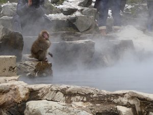 Jigokudani Wild Monkey Park near Yadanaka (46)