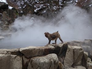 Jigokudani Wild Monkey Park near Yadanaka (56)