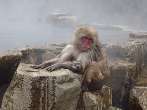 Jigokudani Wild Monkey Park near Yadanaka (73)