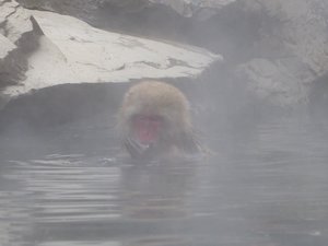 Jigokudani Wild Monkey Park near Yadanaka (74)