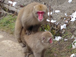Jigokudani Wild Monkey Park near Yadanaka (114)