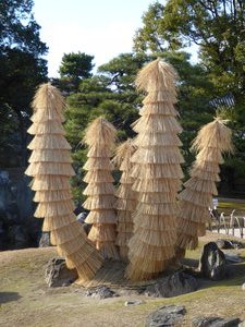 Protection fo the cycads from the winter at the Ninomaru and Honmaru Palaces and Gardens Kyoto