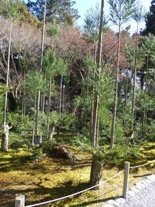 Ryoanji Temple - rock gardens in Kyoto (27)