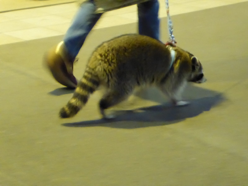 A pet racoon being taken for a walk along a shopping mall in Hiroshima (1)