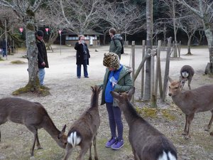 Miyajima Island many deer (1)