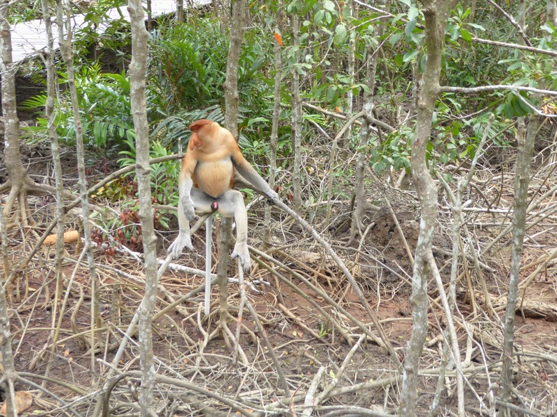 Labuk Bay Proboscis Monkey Sanctuary (2)
