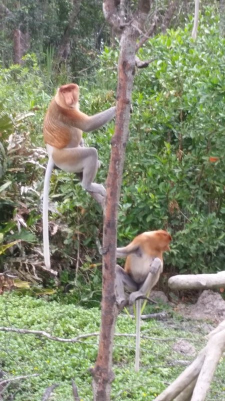 Labuk Bay Proboscis Monkey Sanctuary (12)