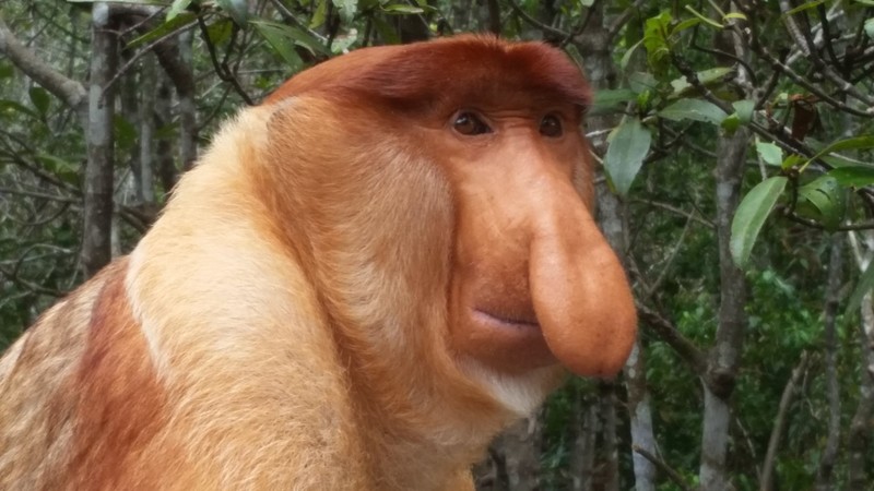 Labuk Bay Proboscis Monkey Sanctuary (25)