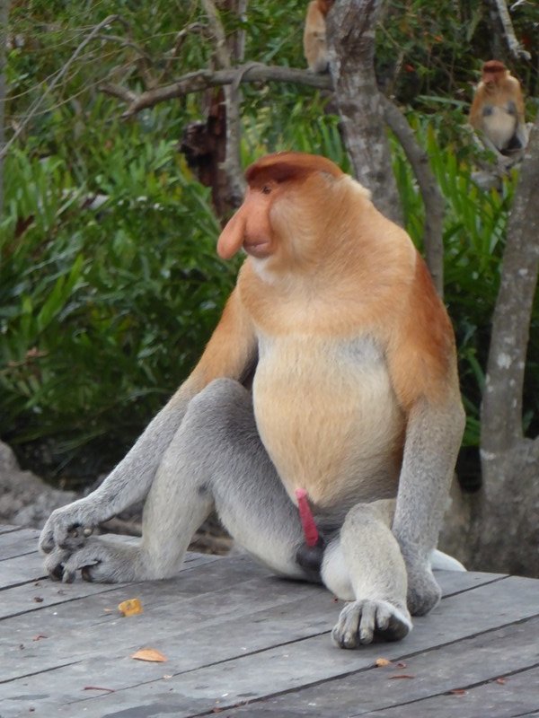 Labuk Bay Proboscis Monkey Sanctuary (57)