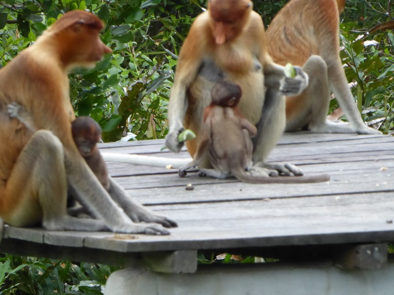 Labuk Bay Proboscis Monkey Sanctuary (58)