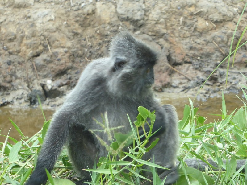 Macaque Monkeys (1)