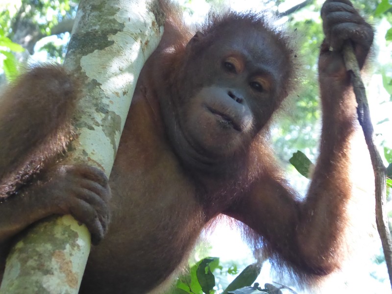 Sepilok Orang-Utan Centre (71)