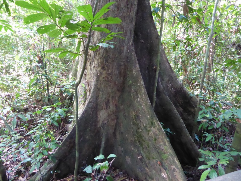 Sepilok Urang-Utan Centre Sandakan (11)