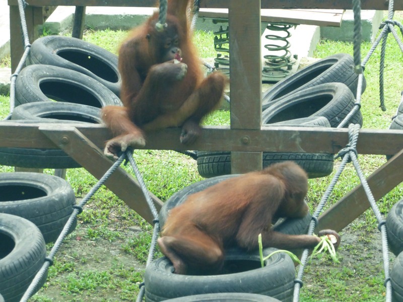 Sepilok Urang-Utan Centre Sandakan (18)