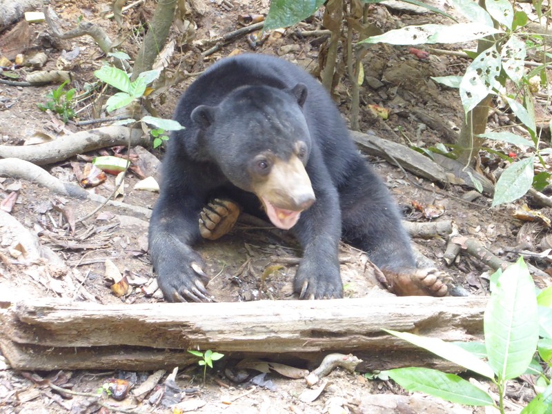 The Borneo Sun Bear Conservation Centre (81)