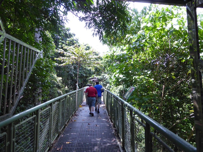 Tree Top Walk (5)