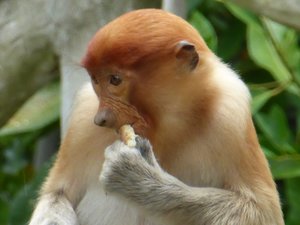 Labuk Bay Proboscis Monkey Sanctuary (63)