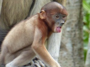 Labuk Bay Proboscis Monkey Sanctuary (68)