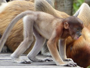Labuk Bay Proboscis Monkey Sanctuary (72)