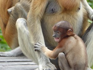 Labuk Bay Proboscis Monkey Sanctuary (73)