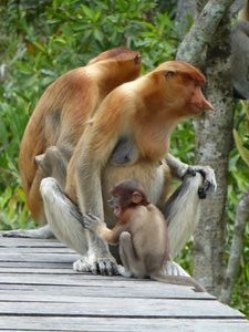 Labuk Bay Proboscis Monkey Sanctuary (74)