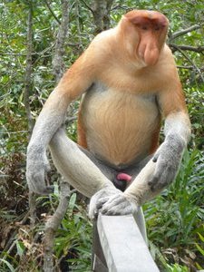 Labuk Bay Proboscis Monkey Sanctuary (82)