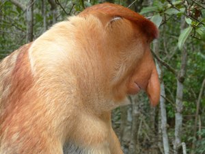 Labuk Bay Proboscis Monkey Sanctuary (83)