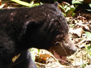 The Borneo Sun Bear Conservation Centre (1)