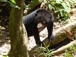 The Borneo Sun Bear Conservation Centre (47)