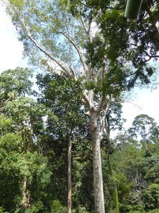 Tree Top Walk (16)