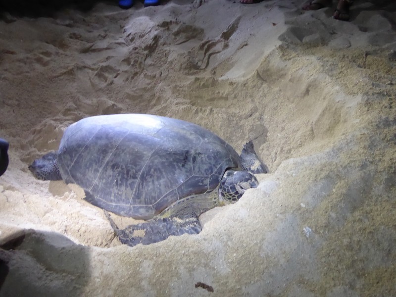 Green Turtle laying 88 eggs (1)