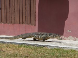 Pulae Salangaan Resort - Turtle Island monitors seen