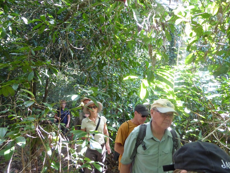 Our jungle walk (3)