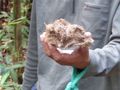 Our jungle walk - pygmy elephant dung (2)