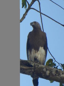Lesser Fish Eagle (9)